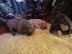 PoulaTo: Active Male And Female American PITBULL Puppies for sale